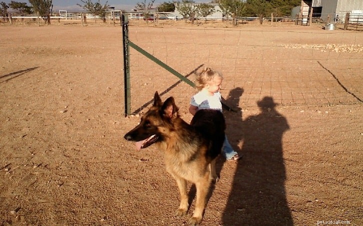 Understanding Belgian Tervuren Temperament: Traits & Training Tips