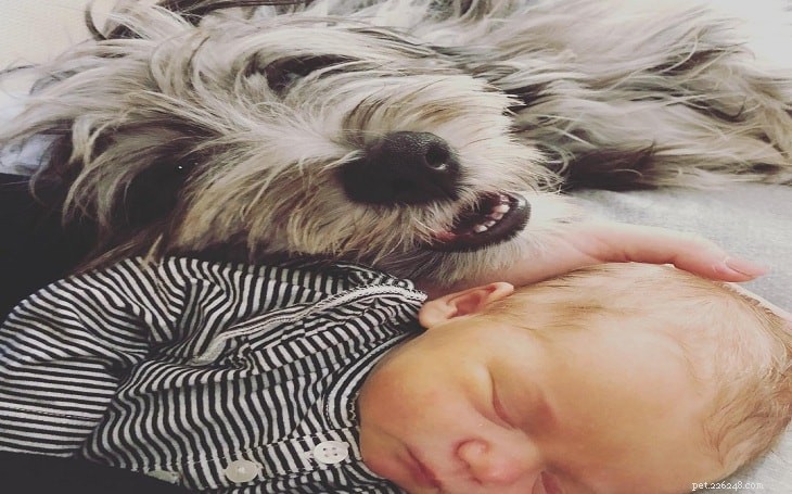 Bergamasco Sheepdog Behavior: Temperament, Grooming, and Care