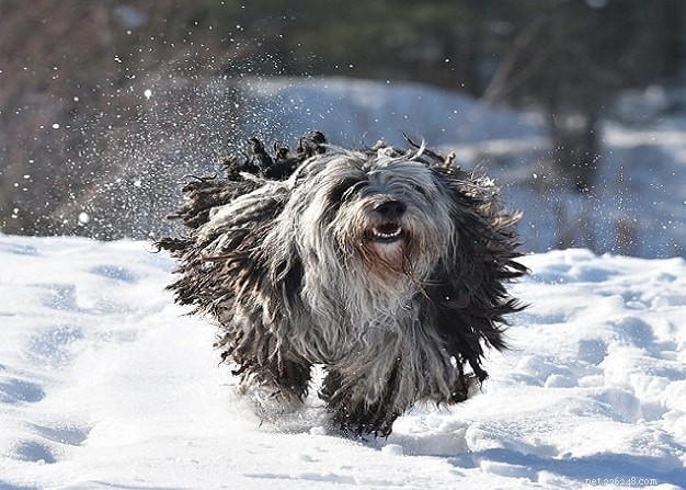 Bergamasco Sheepdog Behavior: Temperament, Grooming, and Care