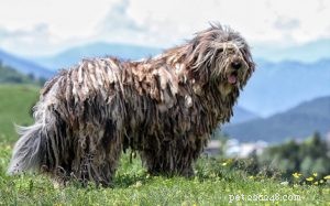 Bergamasco Sheepdog Behavior: Temperament, Grooming, and Care