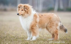 Rough Collie Behavior: Understanding Traits, Training, and Care