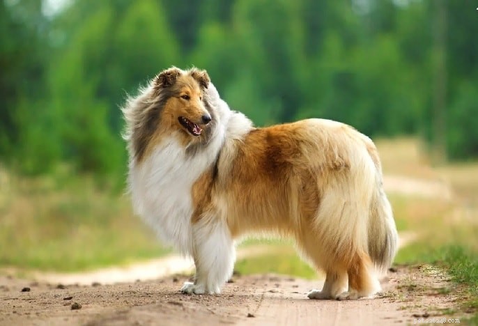Rough Collie Behavior: Understanding Traits, Training, and Care