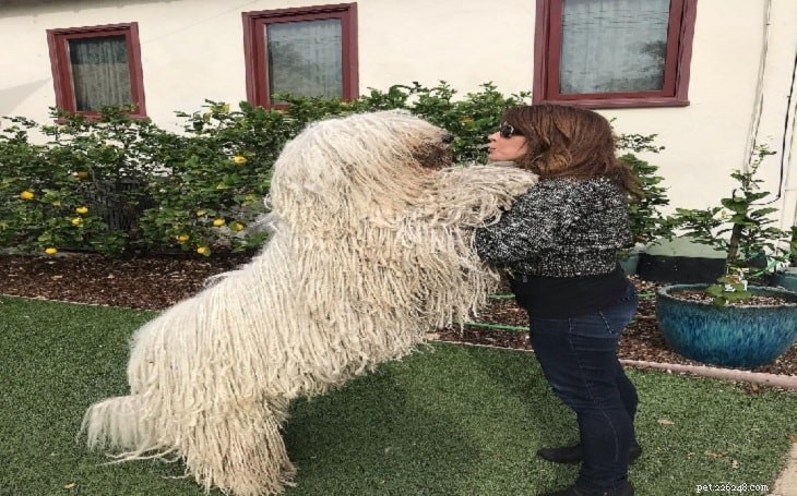 Bergamasco Sheepdog Behavior: Temperament, Grooming, and Care