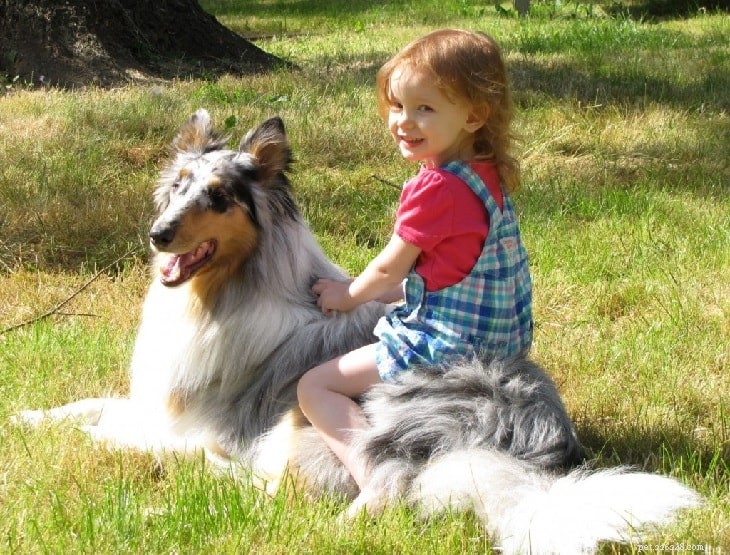 Rough Collie Behavior: Understanding Traits, Training, and Care