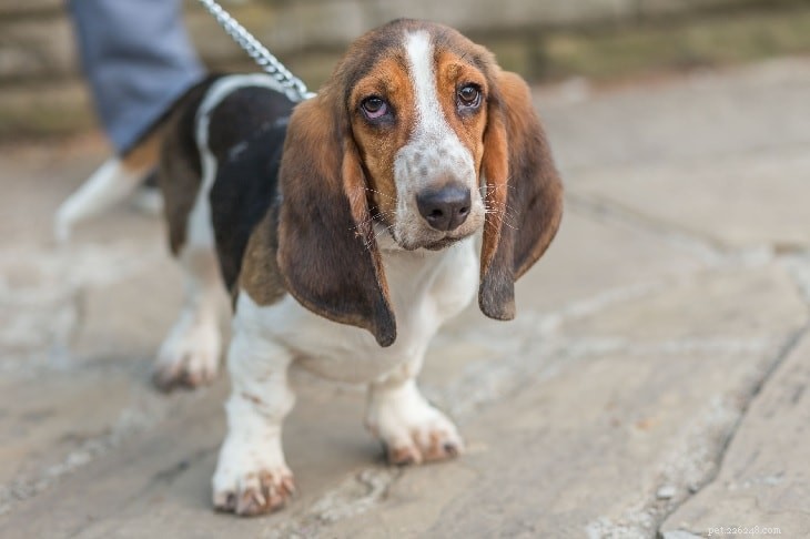 Basset Hound Behavior: Traits, Temperament, and Care Guide