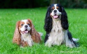Cavalier King Charles Spaniel Behavior: What to Expect