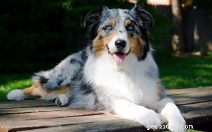 Australian Shepherds: Loyal, Intelligent, Energetic Working Dogs