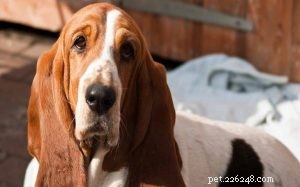 Basset Hound Behavior: Traits, Temperament, and Care Guide