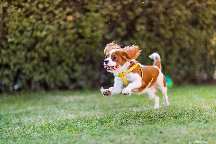 Cavalier King Charles Spaniel Behavior: What to Expect
