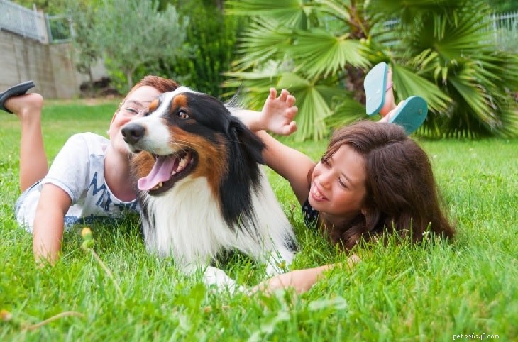 Australian Shepherds: Loyal, Intelligent, Energetic Working Dogs
