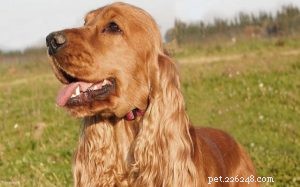 Understanding the Friendly & Energetic Nature of English Cocker Spaniels