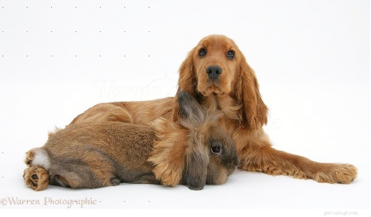 Understanding the Friendly & Energetic Nature of English Cocker Spaniels