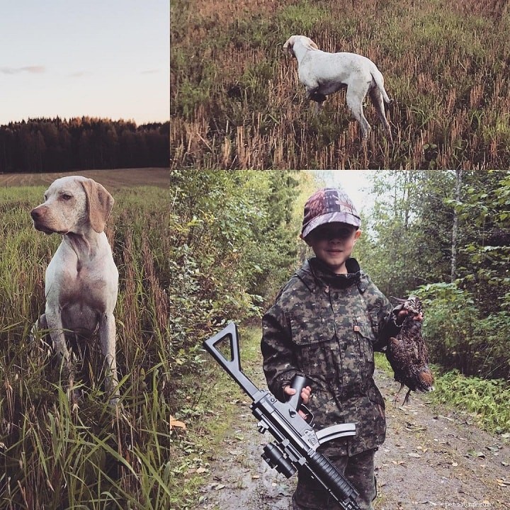 Braque de Bourbonnais: Ancient French Gun Dog & Hunting Companion
