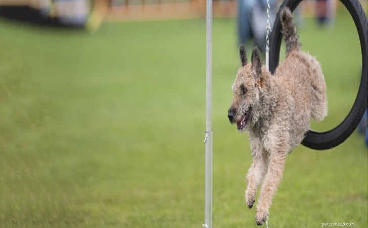 Understanding the Temperament of the Belgian Laekenois: Traits, Training, and Care