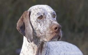 Braque de Bourbonnais: Ancient French Gun Dog & Hunting Companion