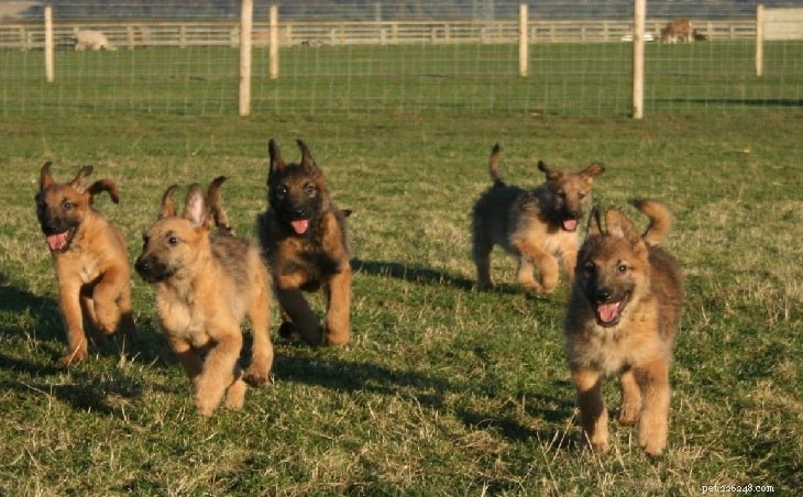 Understanding the Temperament of the Belgian Laekenois: Traits, Training, and Care