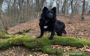 Understanding Belgian Sheepdog Behavior: Traits, Temperament & Training Tips