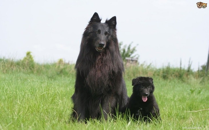 Understanding Belgian Sheepdog Behavior: Traits, Temperament & Training Tips