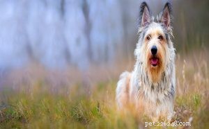 Berger Picard Dog Behavior: Temperament, Traits & Care