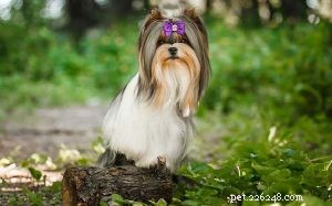 Biewer Terrier Traits: Understanding Their Behavior and Temperament