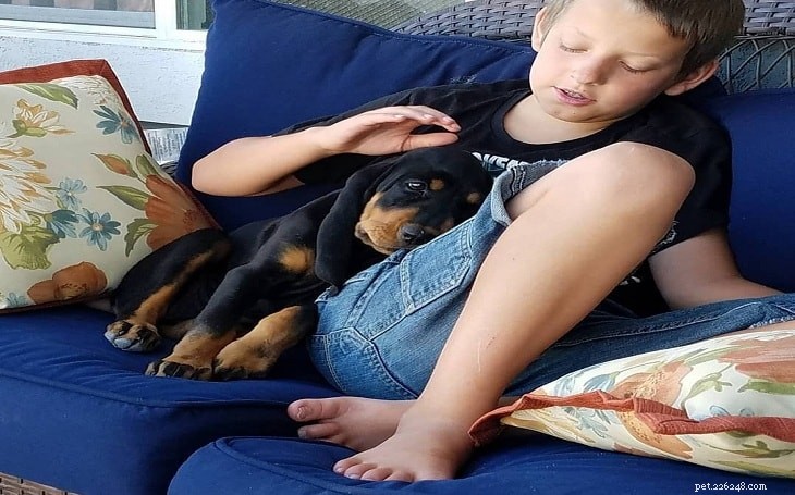 Black and Tan Coonhound Temperament: What to Expect