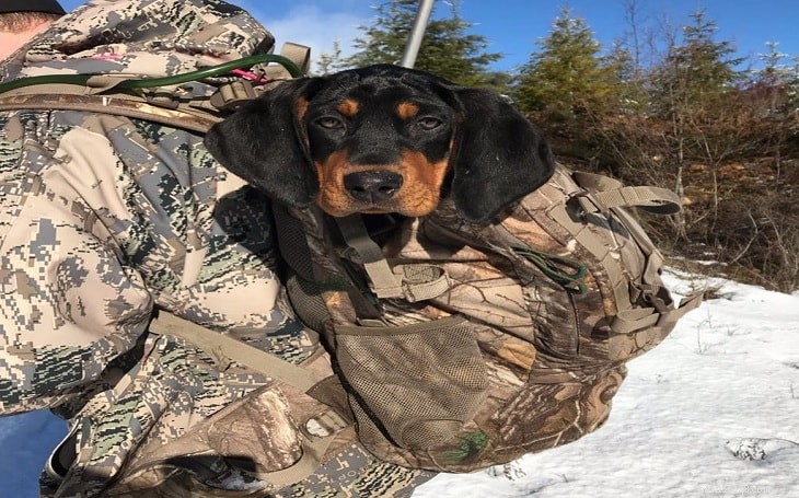 Black and Tan Coonhound Temperament: What to Expect