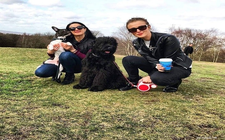 Black Russian Terrier: Temperament, Traits, and Care Guide