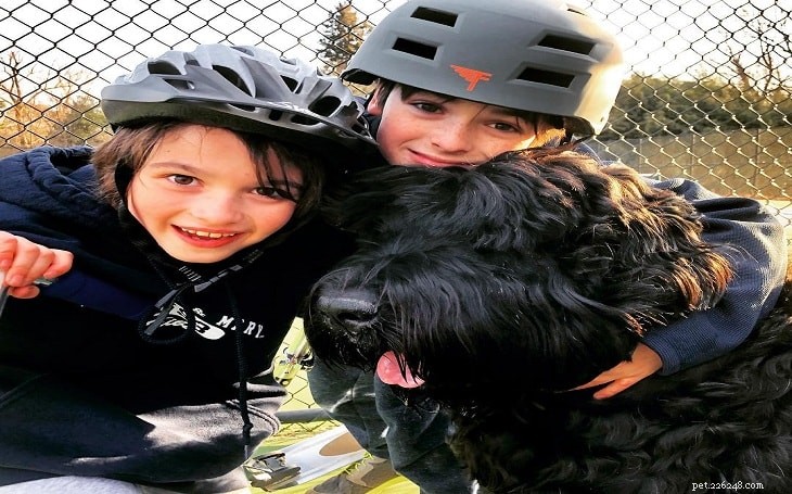 Black Russian Terrier: Temperament, Traits, and Care Guide