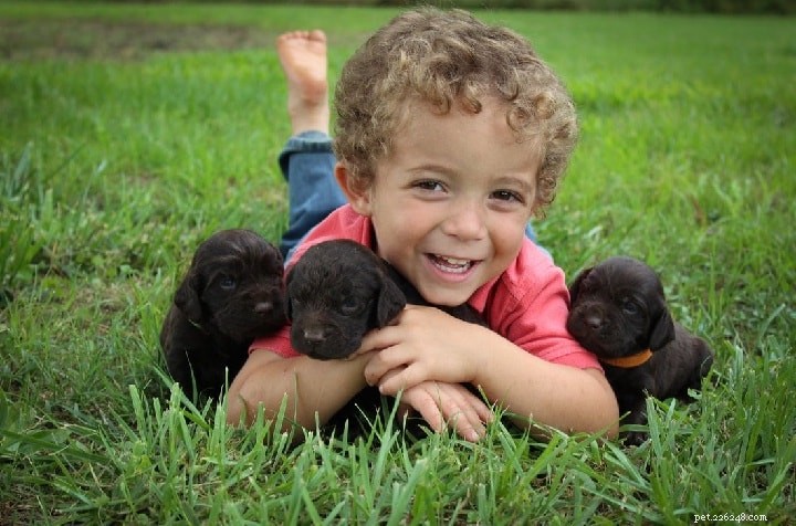 Understanding Boykin Spaniel Behavior: Traits, Training, and Family Compatibility