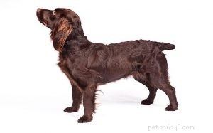 Understanding Boykin Spaniel Behavior: Traits, Training, and Family Compatibility