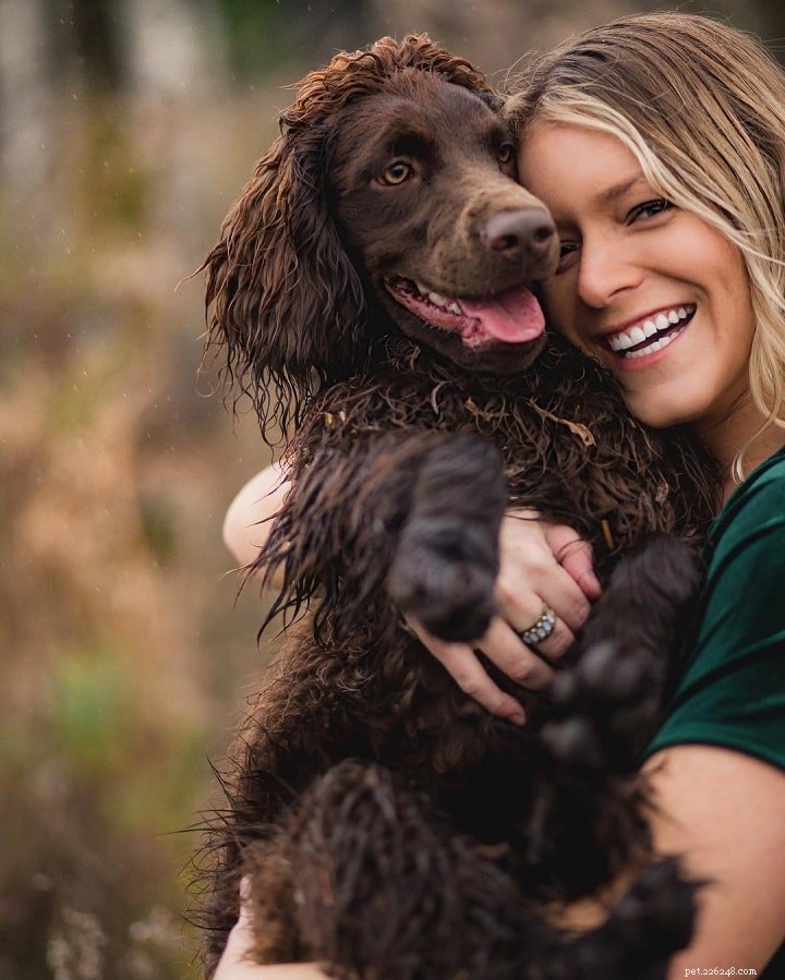 Understanding Boykin Spaniel Behavior: Traits, Training, and Family Compatibility