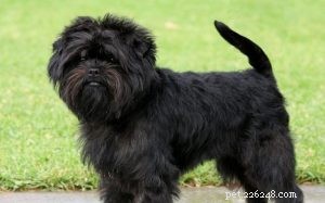 Affenpinscher Behavior: Temperament, Exercise & Care Guide