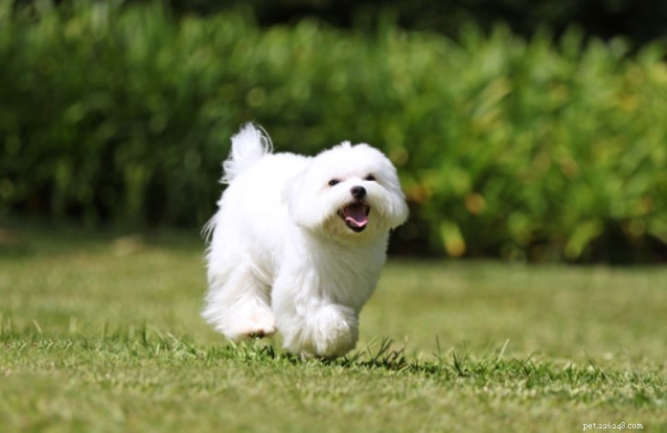 Affenpinscher Behavior: Temperament, Exercise & Care Guide