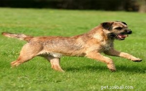Border Terrier Behavior: Traits, Temperament, and Family Life