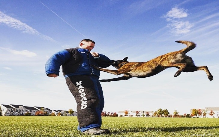 Understanding Belgian Malinois Behavior: Traits, Temperament, and Training Tips
