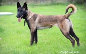 Understanding Belgian Malinois Behavior: Traits, Temperament, and Training Tips