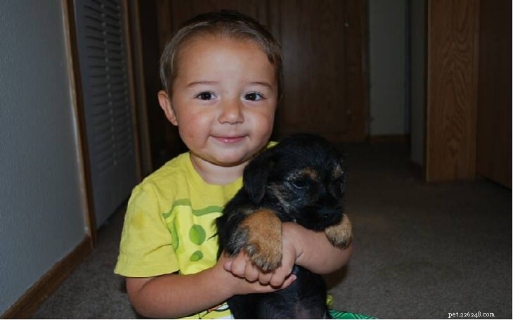 Border Terrier Behavior: Traits, Temperament, and Family Life