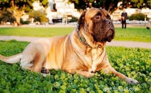 Bullmastiff Behavior: Gentle Guardian, Loyal Family Companion