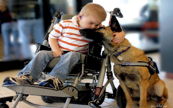 Understanding Belgian Malinois Behavior: Traits, Temperament, and Training Tips