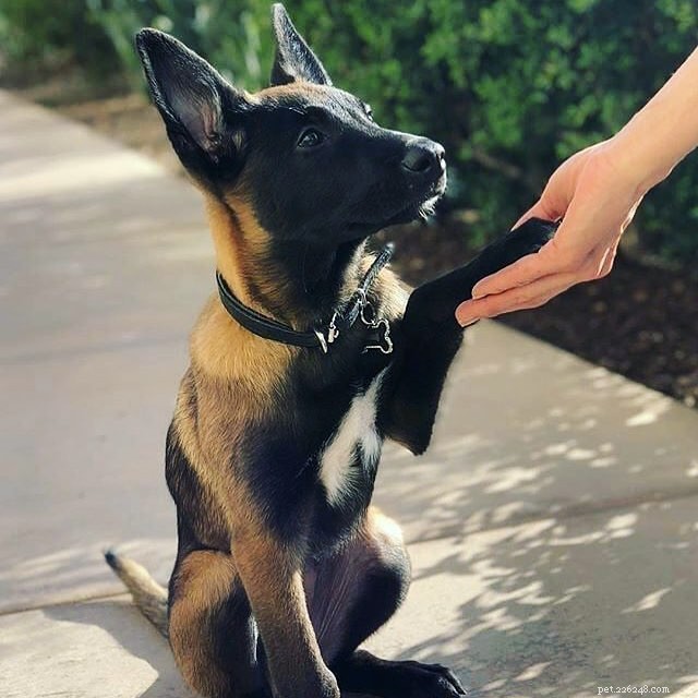 Understanding Belgian Malinois Behavior: Traits, Temperament, and Training Tips