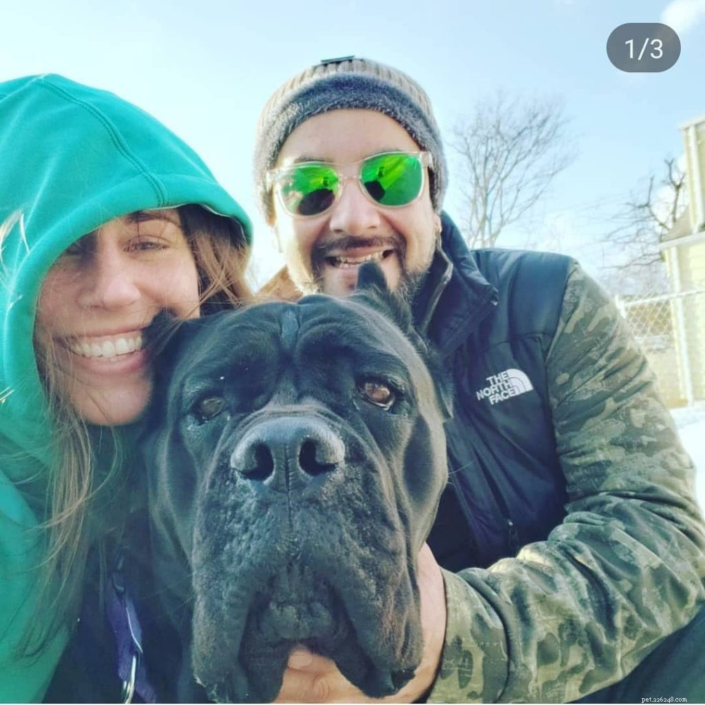 Bullmastiff Behavior: Gentle Guardian, Loyal Family Companion
