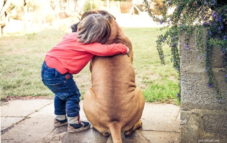 Bullmastiff Behavior: Gentle Guardian, Loyal Family Companion