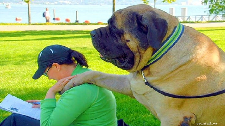 Bullmastiff Behavior: Gentle Guardian, Loyal Family Companion