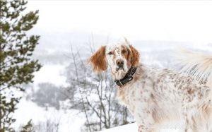 English Setter: A Gentle Hunting Companion & Family Favorite