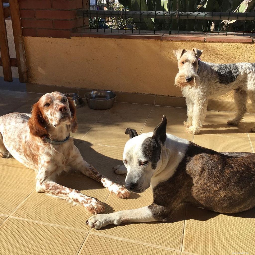 English Setter: A Gentle Hunting Companion & Family Favorite