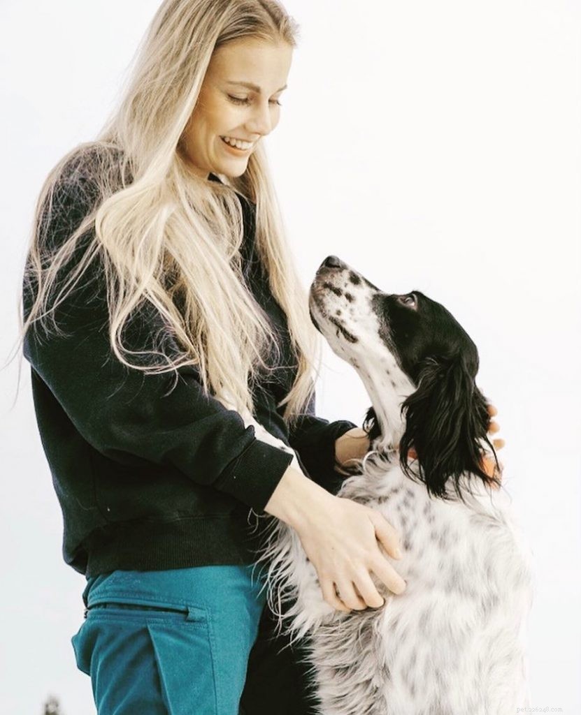 English Setter: A Gentle Hunting Companion & Family Favorite