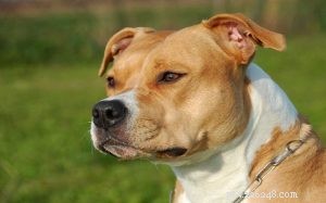Understanding American Staffordshire Terrier Behavior: Traits, Training, and Care