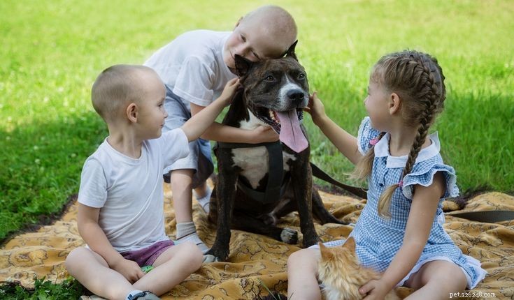 Understanding American Staffordshire Terrier Behavior: Traits, Training, and Care