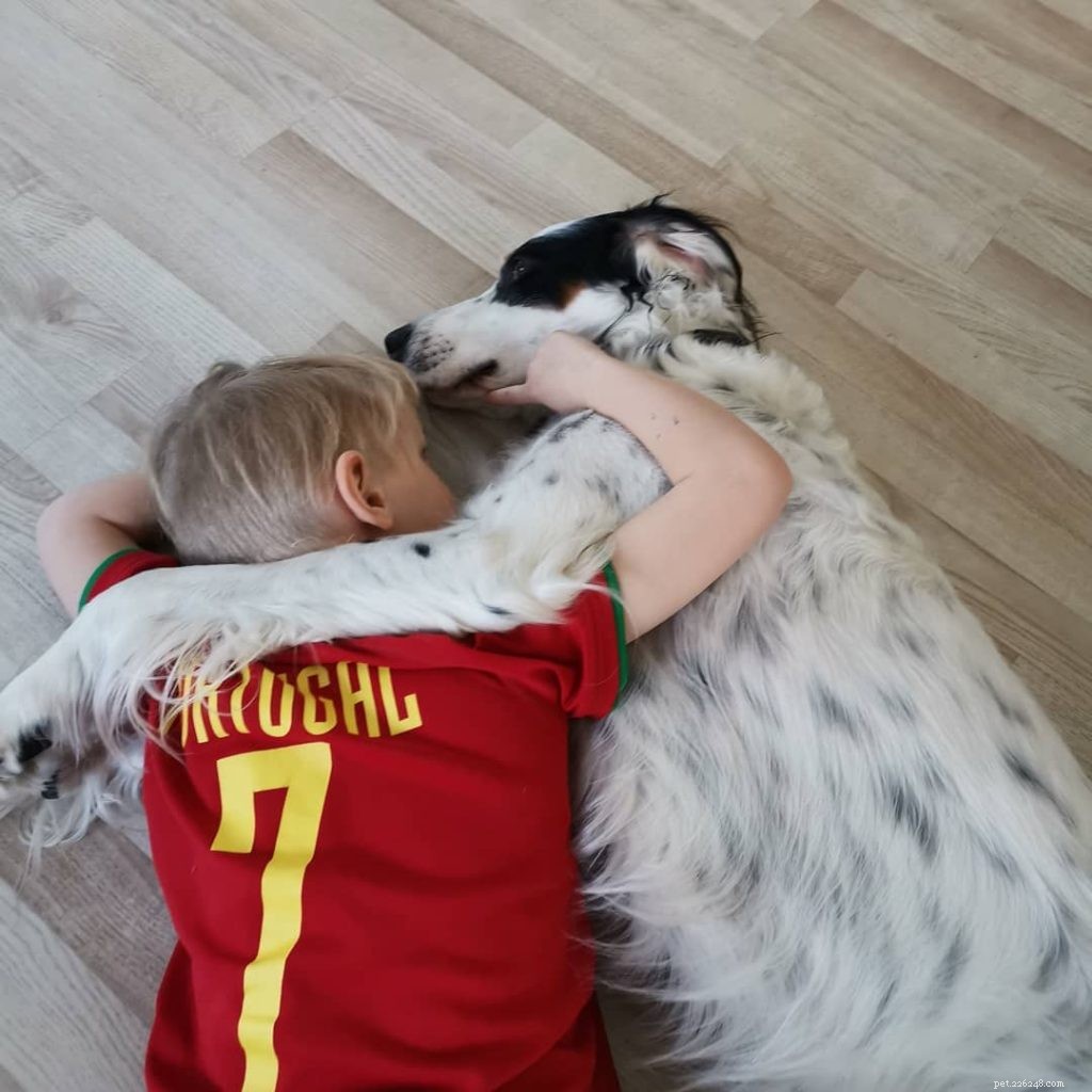 English Setter: A Gentle Hunting Companion & Family Favorite