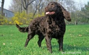 American Water Spaniel Traits: Behavior, History, and Care